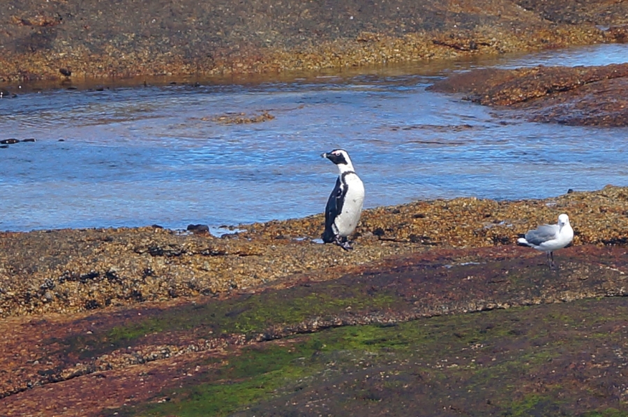   Seaforth Beach