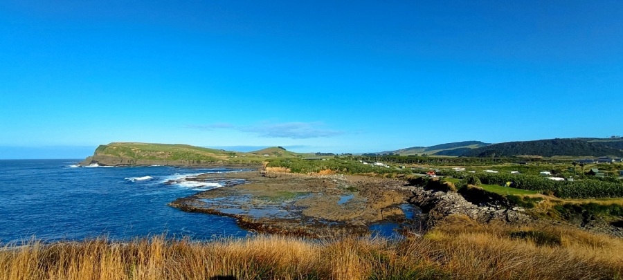  Curio Bay Cliffs -    