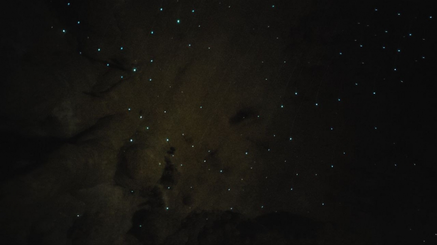    Kawiti Glowworm.       -    