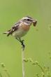   (Saxicola rubetra)