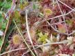  , Drosera rotundifolia L.