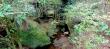       (Kawiti Glowworm Caves) -        